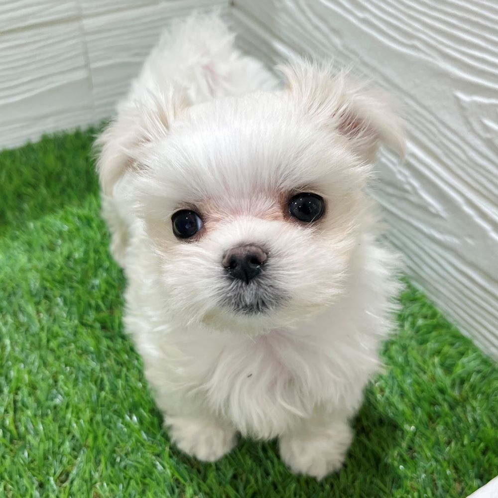 個性豊かなわんちゃんねこちゃん大集合🎉新入生紹介🐾 ペットショップ